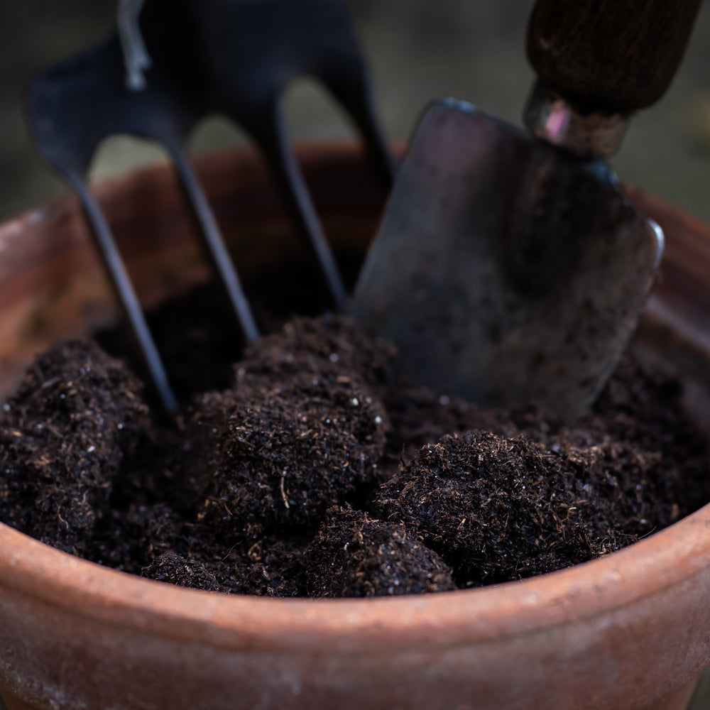 What Are the Best Worms for Vermicomposting?
